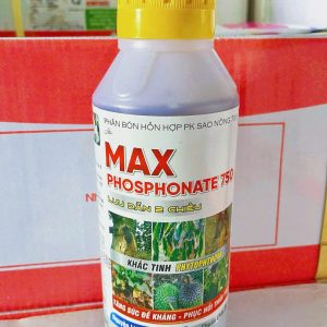 Lân kích kháng lưu dẫn 2 chiều tăng hiệu quả phòng trừ bệnh nấm Phytophthora và Fusarium