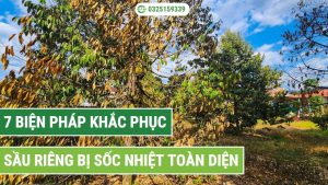cách khắc phục sầu riêng bị sốc nhiệt hiệu quả
