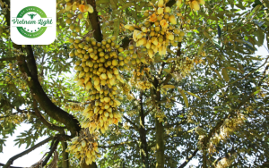 cac buoc kich thich sau rieng ra hoa