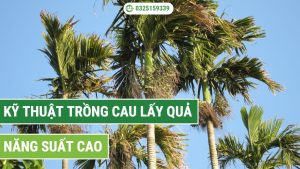 các kỹ thuật trồng cau lấy quả năng suất cao