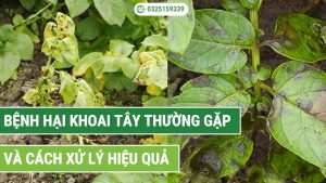 các loại bệnh hại khoai tây thường gặp và cách xử lý