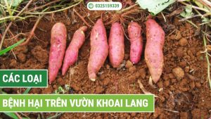 bệnh hại trên vườn khoai lang