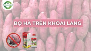 bo-ha-tren-khoai-lang