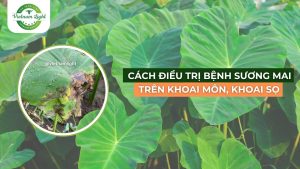cách-dieu-tri-benh-suong-mai