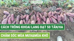 cách trồng khoai lang bằng dây vượt năng suất