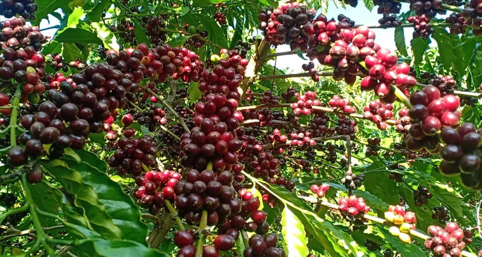 can-phuc-hoi-cay-ca-phe-sau-mua-thu-hoach