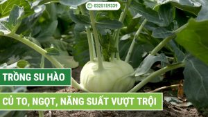kĩ thuật trồng su hào
