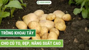 kỹ thuật trồng khoai tây cho năng suất vượt trội