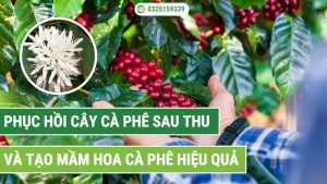 Phục hồi cây cà phê sau thu hoạch và tạo mầm hoa