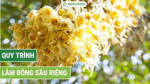 quy trình làm bông sầu riêng chuẩn