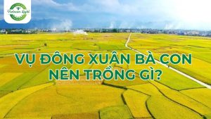 vu-dong-xuan-ba-con-nen-trong-gi