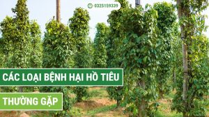 Các loại bệnh hại hồ tiêu thường gặp