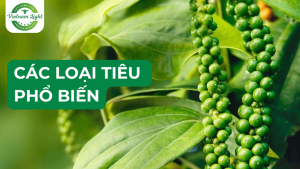 tieu-pho-bien