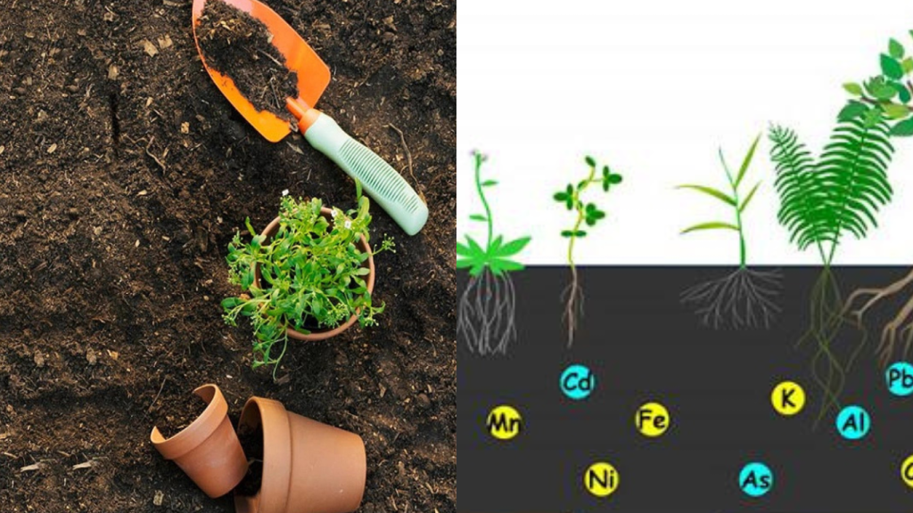 Safe Roots - Chế phẩm sinh học cải tạo đất - Việt Nam Light