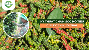 ky-thuat-cham-soc-ho-tieu-giai-doan-nuoi-trai