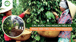 thu-hoach-tieu-va-phuc-hoi-tieu-sau-thu-hoach