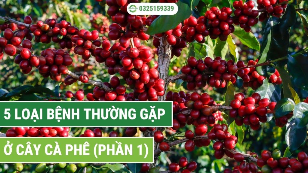 các loại bệnh thường gặp ở cà phê