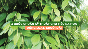 3 bước chuẩn kỹ thuật cho tiêu ra hoa đồng loạt chuỗi dài