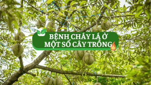 nguyên nhân biểu hiện của bệnh cháy lá ở một số cây trồng
