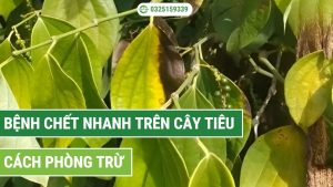 bệnh chết nhanh trên cây hồ tiêu