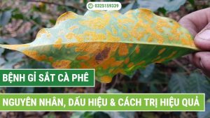 Cách trị bệnh gỉ sắt trên cây cà phê hiệu quả