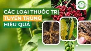 các nhóm thuốc trị tuyến trùng hiệu quả trên cà phê