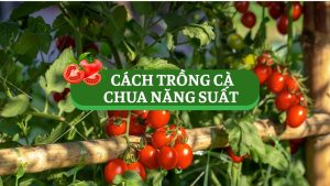 cách trồng cà chua năng suất chất lượng