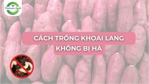 các cách trồng khoai lang không bị hà