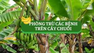phòng trư các loại bệnh trên cây chuối