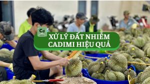 quy trình xử lý đất nhiễm cadimi hiệu quả