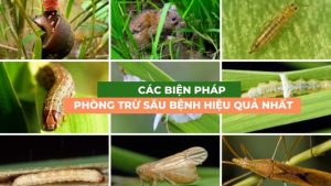 3 các biện pháp phòng trừ sâu bệnh hiệu quả