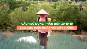 cách sử dụng phân bón lá 30 10 10 sao cho hiệu quả nhất cho cây trồng