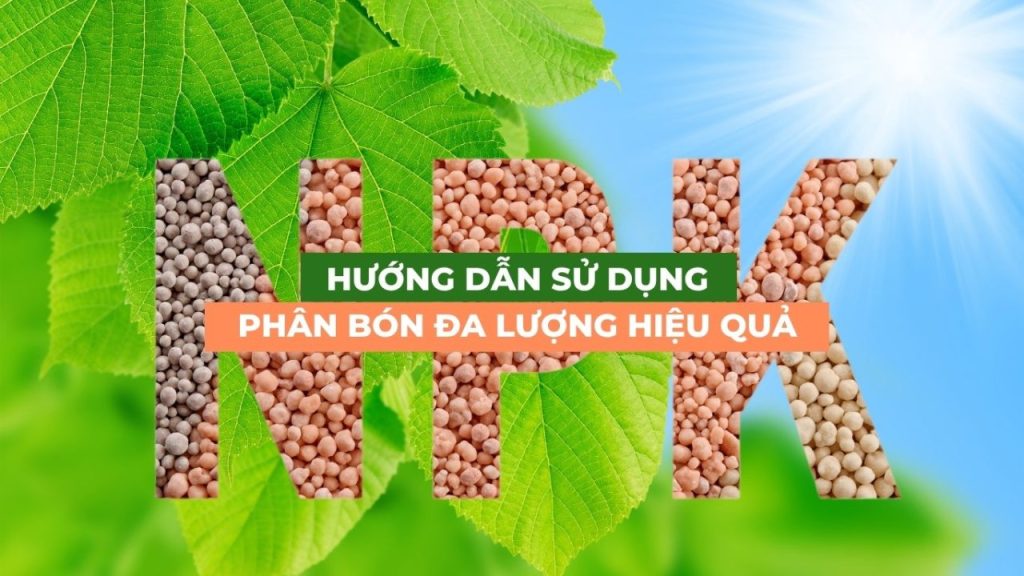 hướng dẫn sử dụng phân bón đa lượng hiệu quả