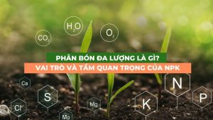 phân bón đa lượng là gì