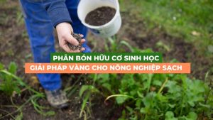 phân bón hữu cơ sinh học giải pháp vàng cho nông sản sạch