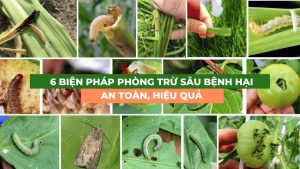 các biện pháp phòng trừ sâu bệnh hại trên cây trồng