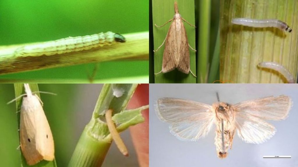 1 trong các loại sâu bệnh hại lúa: Sâu đục thân