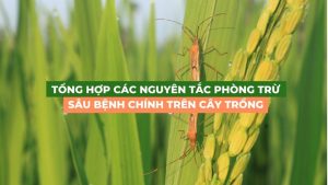 tổng hợp các nguyên tắc phòng trừ sâu bệnh chinh trên cây trồng