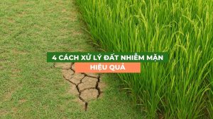 cách xử lý đất nhiễm mặn hiệu quả