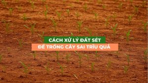 cách xử lý đất sét để trồng cây sai trĩu quả
