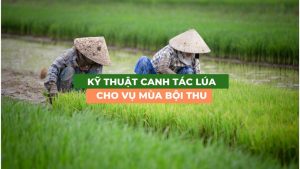 kỹ thuật canh tác lúa cho vụ mùa bội thu