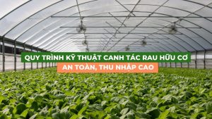 quy trình kỹ thuật canh tác rau hữu cơ