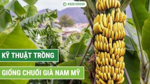 kỹ thuật trồng chuối già nam mỹ