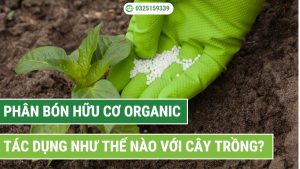 phân bón hữu cơ organic có tác dụng như thế nào đối với cây trồng