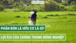 phân bón lá hữu cơ là gì