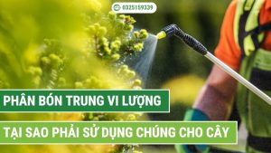 phân bón trung vi lượng là gì