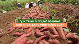 quy trình sử dụng D30 D45 cho khoai lang năng suất vượt trội