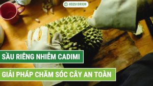 sầu riêng nhiễm cadimi