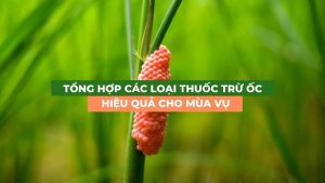 tổng hợp các loại thuốc trừ ốc hiệu quả cho mùa vụ