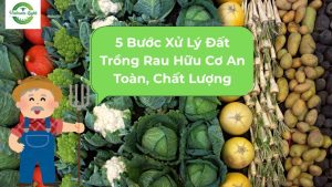 các bước xử lý đất trồng rau hữu cơ